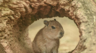 Un zool&oacute;gico de China encuentra a una capibara "fugitiva" tras dos meses de huida