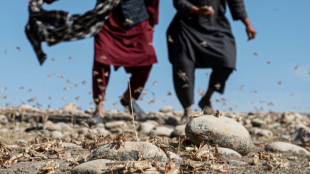 Afghanistan: des paysans d&eacute;munis face &agrave; l'invasion de criquets dans leurs champs