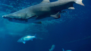 Il Cairo, ad attaccare a Marsa Alam &egrave; stato uno squalo tigre