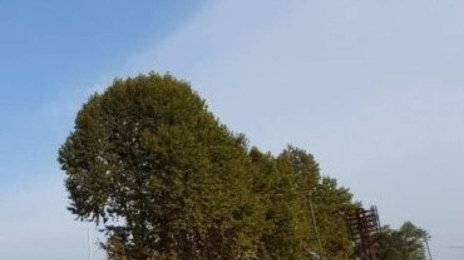 Le luci in città allungano la stagione di crescita delle piante