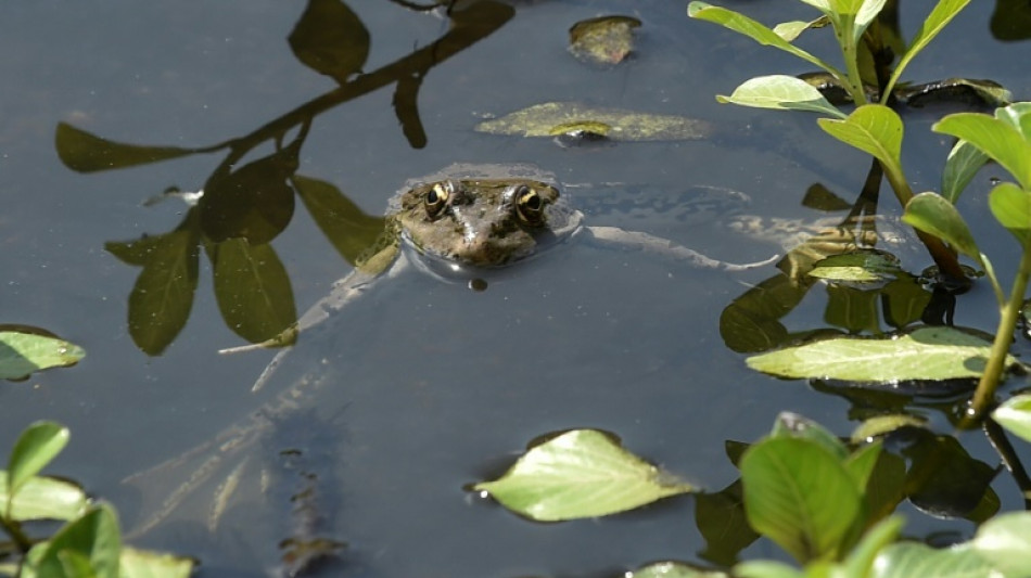 En for&ecirc;t de Rambouillet, le martyre silencieux des grenouilles