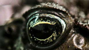 Krötenschlecken: Experte warnt vor Halloween vor Rauschexperimenten