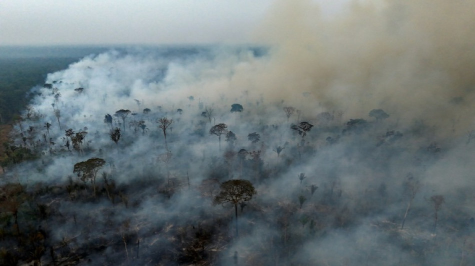 EU-Programm: Rekordhoher CO2-Aussto&szlig; 2024 durch Waldbr&auml;nde in Nord- und S&uuml;damerika