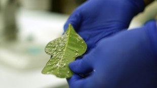 Equateur: &agrave; Guayaquil, le poux de plantes d&eacute;vore les vieux arbres