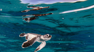 "Sch&auml;tze des Ozeans sch&uuml;tzen": Marshallinseln weisen neues Meeresschutzgebiet aus