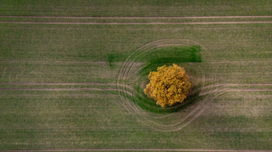 Mercosur: Agrarminister Rainer will genau auf Einhaltung von Schutzklauseln achten