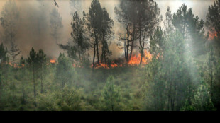 Nouvel &eacute;pisode caniculaire en France, 2.700 hectares de for&ecirc;ts d&eacute;vor&eacute;s en Gironde