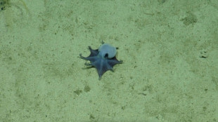 Azul y peque&ntilde;o como una pelota de golf: as&iacute; es el nuevo pulpo descubierto en las Gal&aacute;pagos