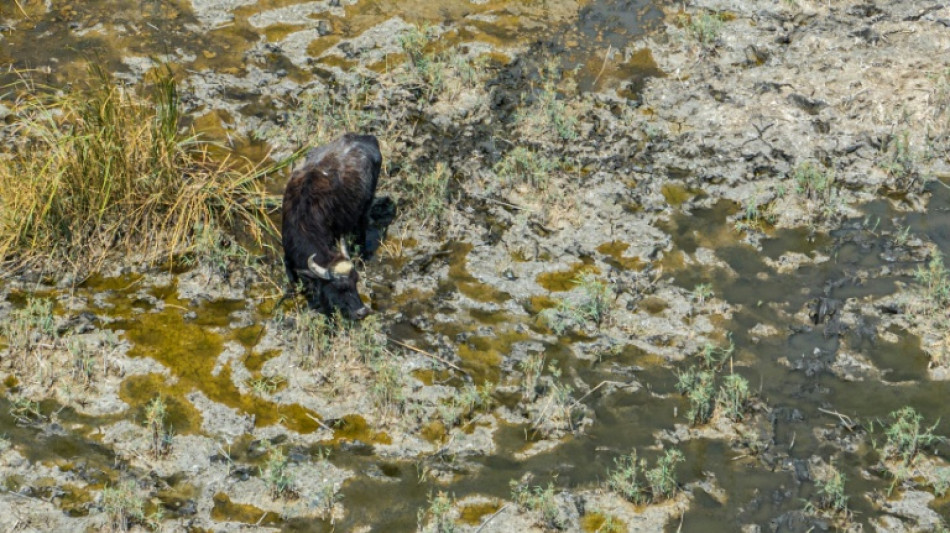 'The marshes are dead': Iraqi buffalo herders wander in search of water