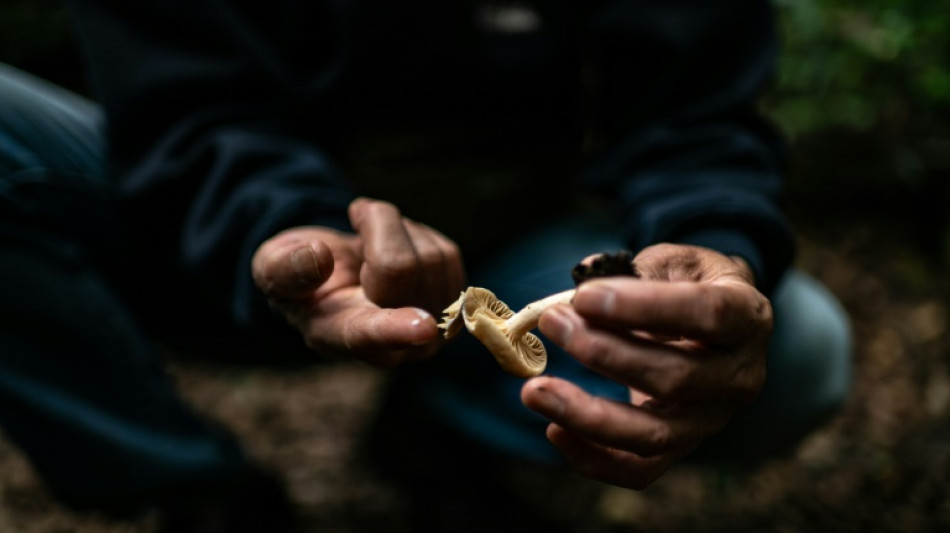 Weltnaturschutzunion: Hunderte f&uuml;r &Ouml;kosystem wichtige Pilzarten vom Aussterben bedroht
