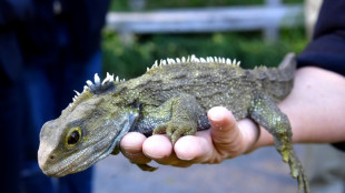 Descubrimiento del antepasado más antiguo de los lagartos