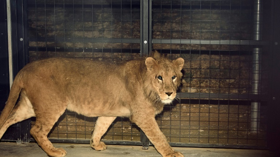 Six lions fuyant la guerre en Ukraine refugiés en Espagne et en Belgique