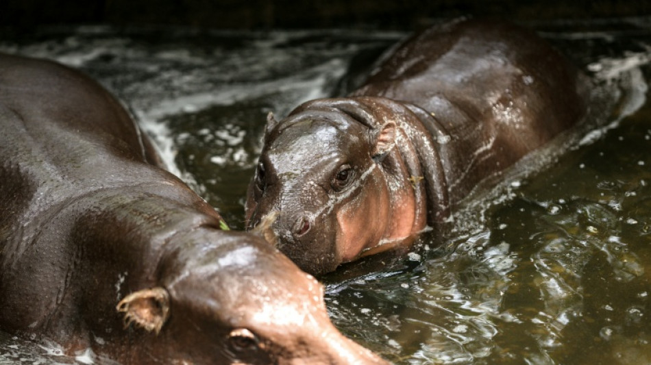 Hippo birthday: Thai internet sensation Moo Deng is a year old