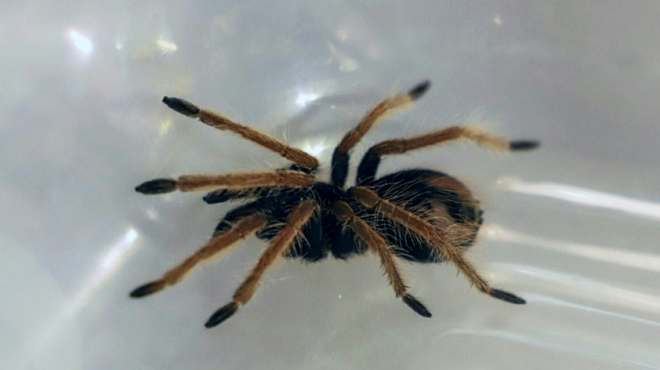 K&ouml;lner Zoll entdeckt 1500 Vogelspinnen in Keksverpackungen