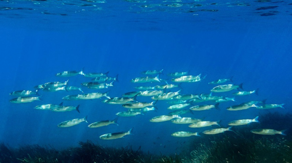 Protection des oc&eacute;ans: l'UE affiche ses ambitions, avant le sommet de l'ONU