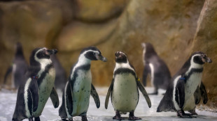 I dazi di Trump colpiscono anche isole disabitate con pinguini