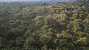 Au Zimbabwe, les cr&eacute;dits carbone, une manne convoit&eacute;e par l'Etat