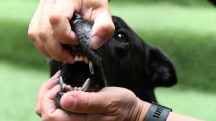 Jugendlicher auf Sportplatz in Th&uuml;ringen von Hund attackiert und schwer verletzt