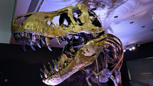 Les dents ac&eacute;r&eacute;es des T-Rex &eacute;taient recouvertes par des l&egrave;vres, selon une &eacute;tude