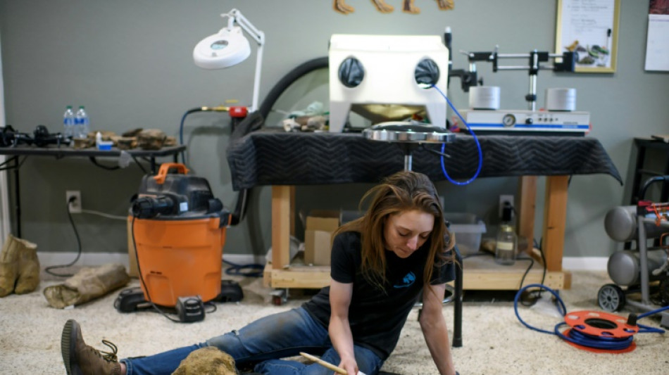 A arte de restaurar f&oacute;sseis, um 'quebra-cabe&ccedil;a' milenar nos EUA