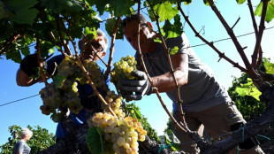 Weltweiter Trend zu Wei&szlig;wein: Deutsche Winzer steigern Exportmenge 