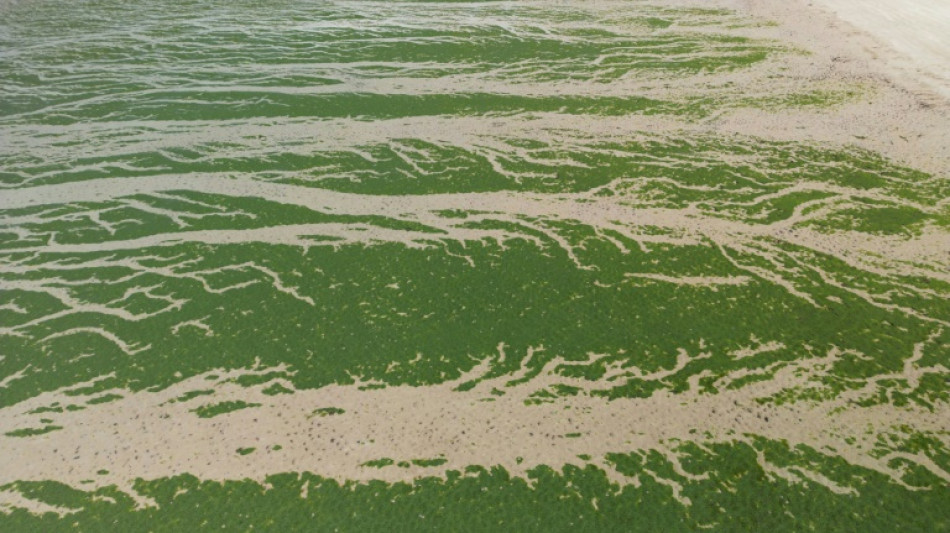 La justice fait le lien entre les algues vertes et le d&eacute;c&egrave;s d'un joggeur et condamne l'Etat