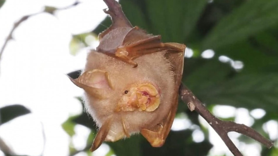 Raro pipistrello &egrave; stato identificato a Singapore