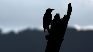 L'uccello del paradiso ispira il tessuto pi&ugrave; nero al mondo