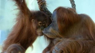 47-j&auml;hriger Sumatra-Orang-Utan Mano in Berliner Zoo eingeschl&auml;fert