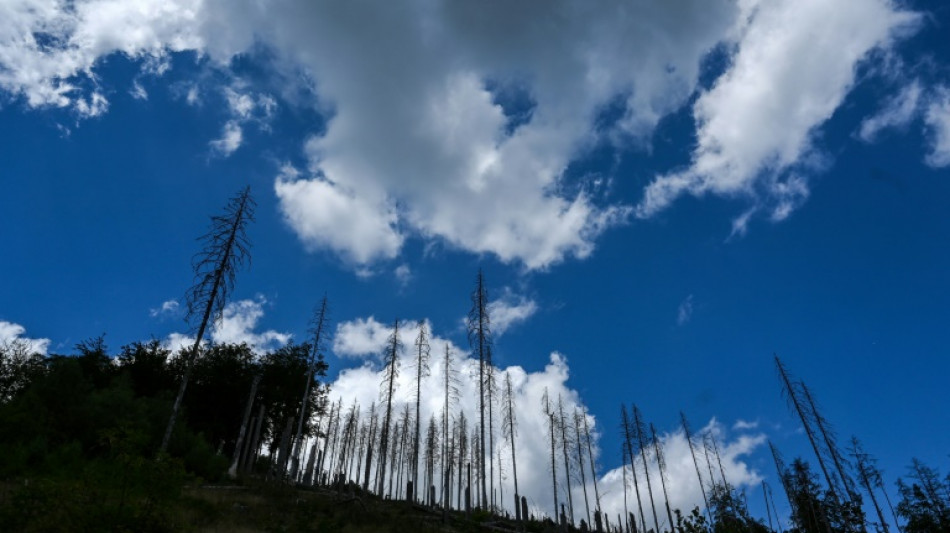 Vier von f&uuml;nf B&auml;umen weiterhin krank: Deutscher Wald wird zum "Dauerpatienten"