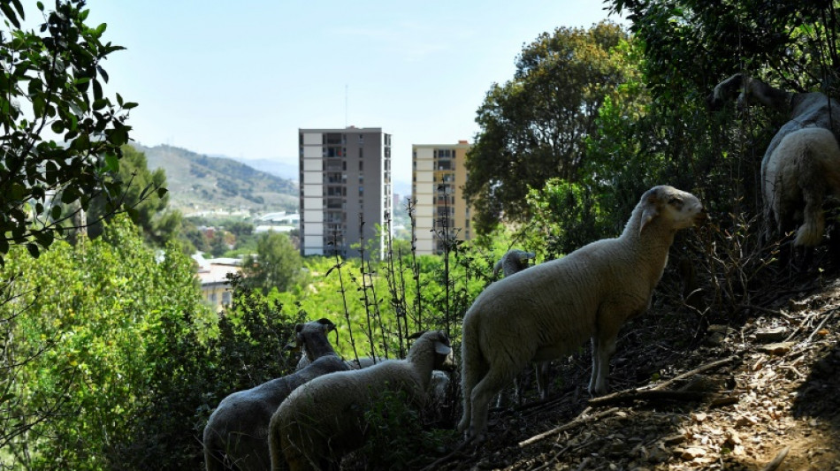 A Barcelone, des moutons et des ch&egrave;vres contre les incendies