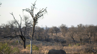 Afrique du Sud: baisse "pr&eacute;occupante" du nombre de rhinoc&eacute;ros au parc Kruger