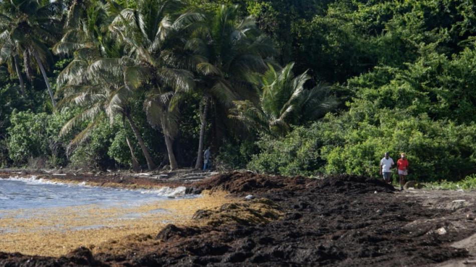 Valorisation des sargasses: Martinique et Guadeloupe avancent doucement