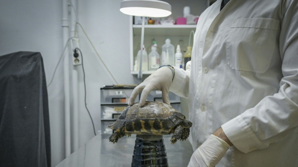 En Grèce, les animaux sauvages victimes des incendies et de la canicule