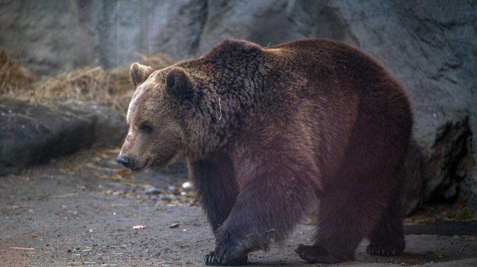 La Slovenia eliminer&agrave; 176 orsi per la sicurezza dei residenti