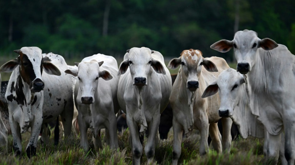 La OMSA declara a Brasil libre de fiebre aftosa sin vacunaci&oacute;n