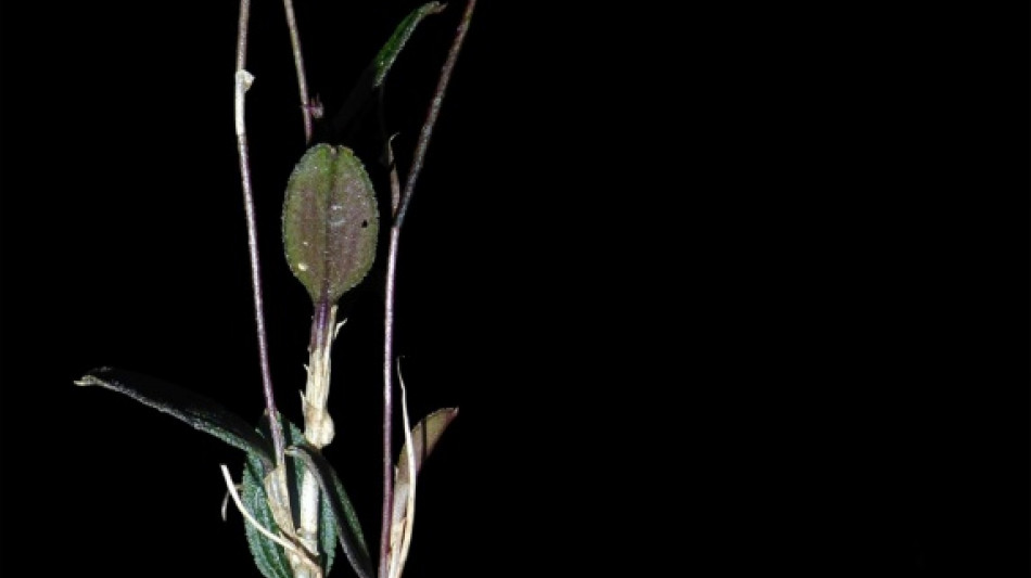 Nova esp&eacute;cie de orqu&iacute;dea &eacute; descoberta na Amaz&ocirc;nia peruana