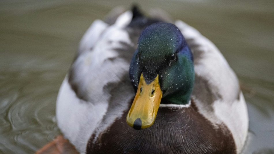 Erboste Ente kopf&uuml;ber in Schornstein: Schwieriger Einsatz f&uuml;r Helfer in Kiel