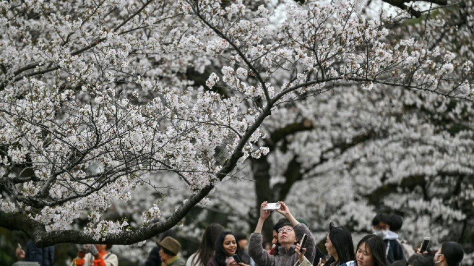 Sous une pluie de p&eacute;tales, touristes et locaux admirent la beaut&eacute; des cerisiers en fleurs &agrave; Tokyo