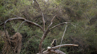 Los machos alfa son raros entre los primates, seg&uacute;n estudio