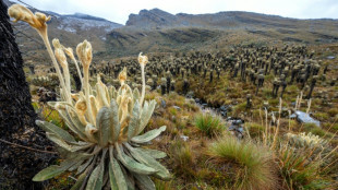 Colombia viol&oacute; derechos de pueblo ind&iacute;gena con proyectos extractivos, concluye Corte IDH