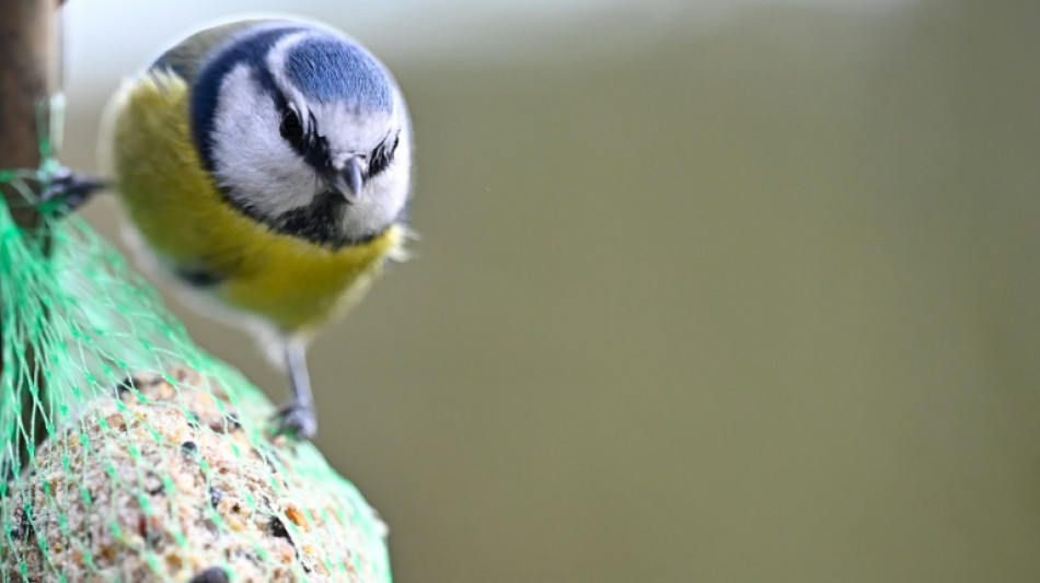 Unbekannter wirft Vogelh&auml;uschen durch Schlafzimmerfenster in Hoyerswerda