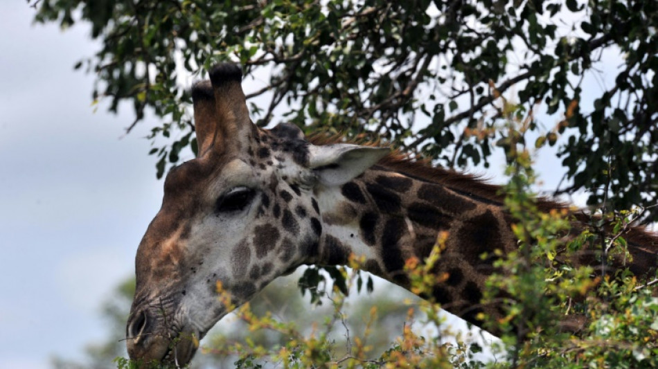 Una jirafa mata a una beb&eacute; de 16 meses en Sud&aacute;frica