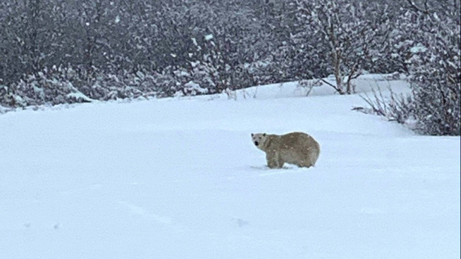Tr&egrave;s rare apparition d'un ours polaire dans le sud du Canada