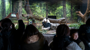 Tokyo pandas head for China, leaving Japan bereft of beloved bears