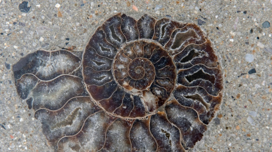 Descubren f&oacute;siles de moluscos de era de los dinosaurios en el centro de Bangkok 