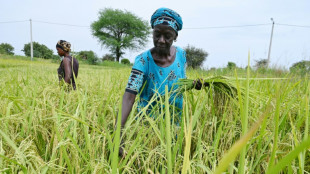 L'Afrique bataille pour briser sa d&eacute;pendance au riz indien sous restrictions