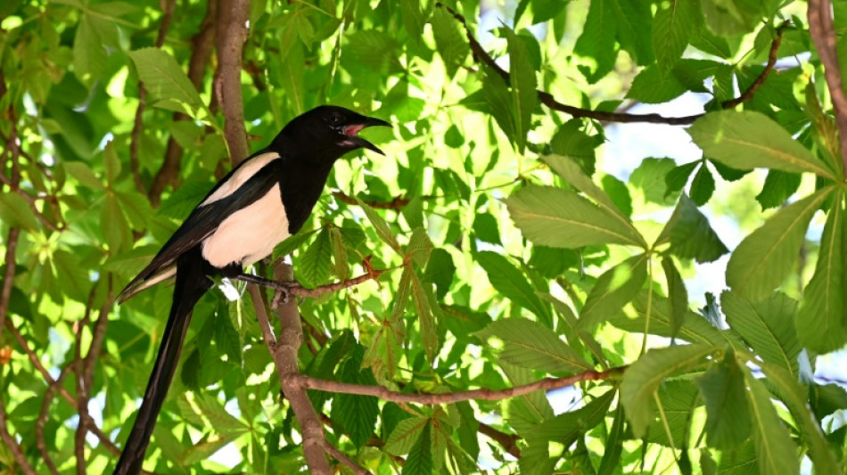 La pie se m&eacute;fie de la nouveaut&eacute; et les petits oiseaux en profitent