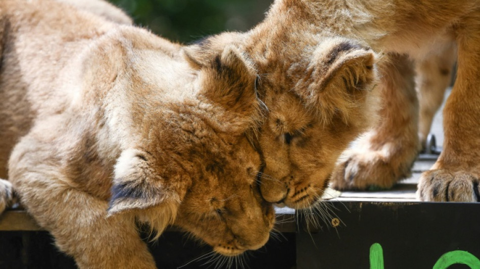 K&ouml;lner Zoo verteidigt umstrittene Einschl&auml;ferung von L&ouml;wenjungen