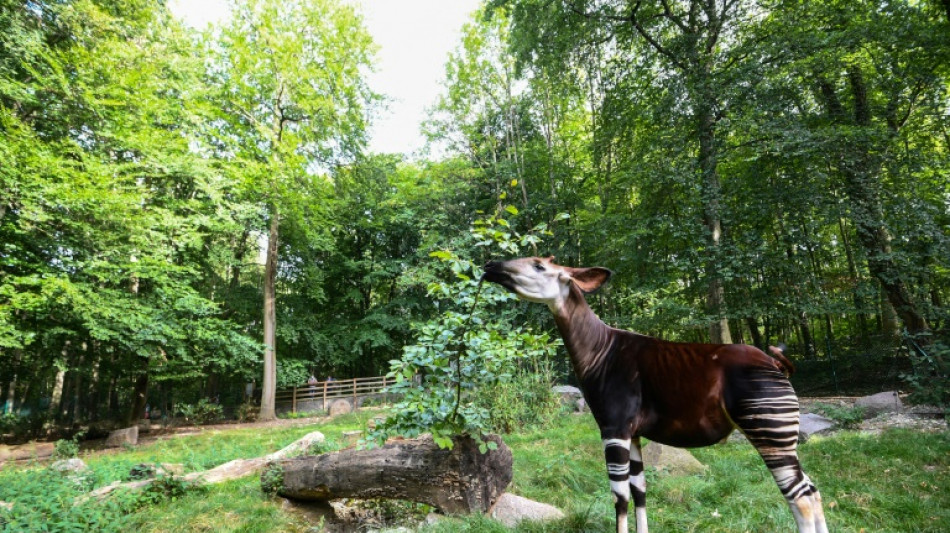 Stuttgarter Zoo Wilhelma freut sich &uuml;ber neugeborene Waldgiraffe